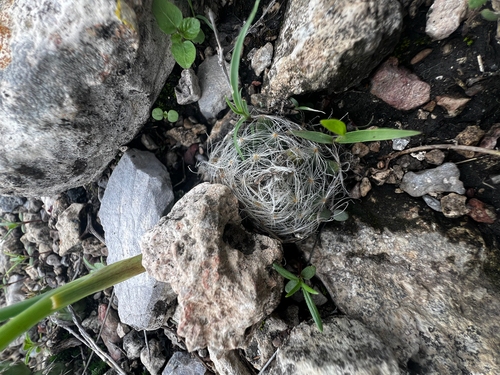 Mammillaria aureilanata