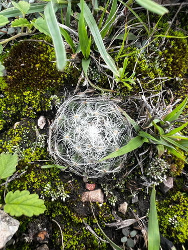 Mammillaria aureilanata