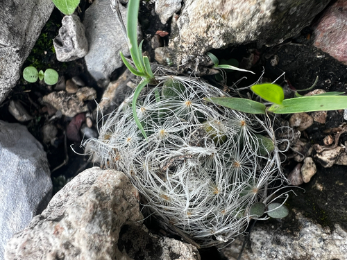 Mammillaria aureilanata