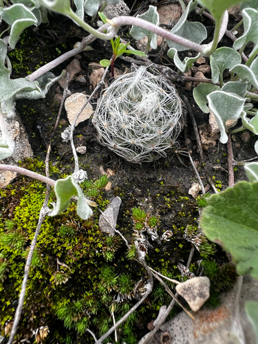 Mammillaria aureilanata