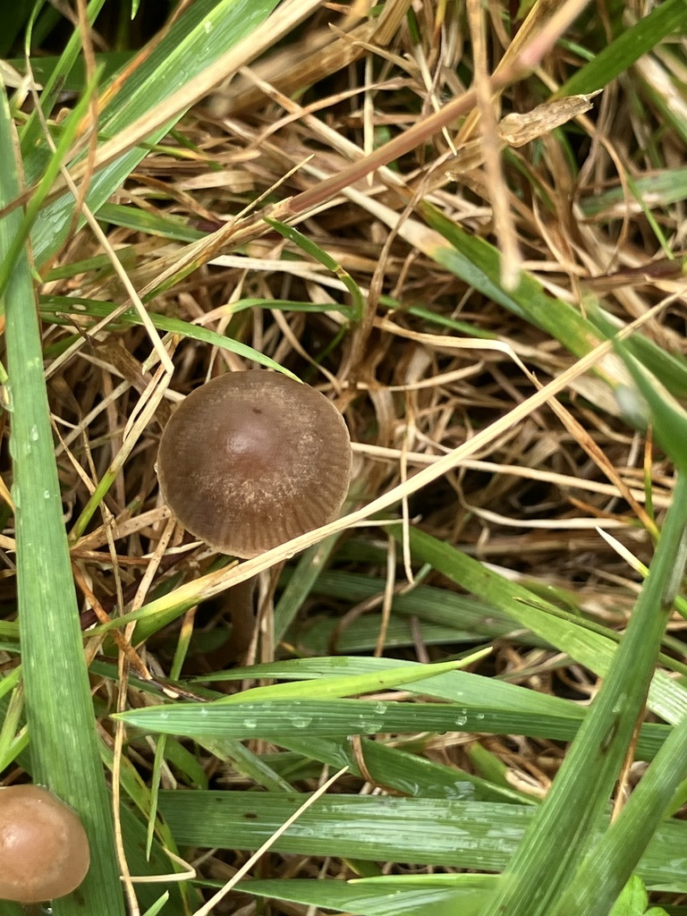 Mower's Mushroom · June 2026 · photo: Photo: (c) toad-wife, some rights reserved (CC BY) · iNaturalist