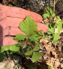 Rhus aromatica serotina