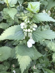 Lamium album