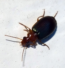 Lebia