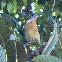 Pheucticus melanocephalus