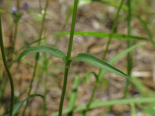 Penstemon peckii, photograph 2