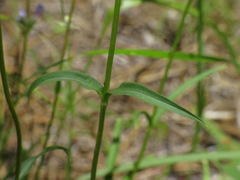 Penstemon peckii, photograph (c) jonsense, some rights reserved (CC BY)