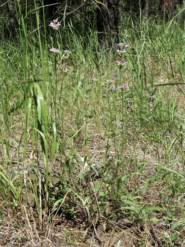 Penstemon peckii, photograph 4