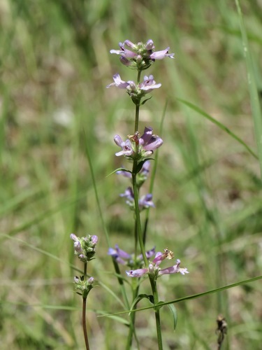Penstemon peckii