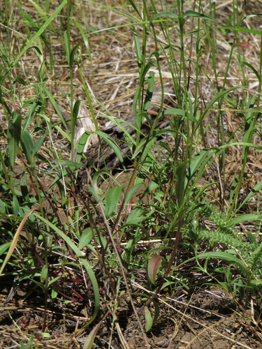 Penstemon peckii, photograph 3
