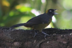 Mitrospingus cassinii