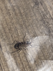 Cicindela repanda repanda