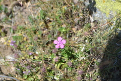 Dianthus deltoides deltoides