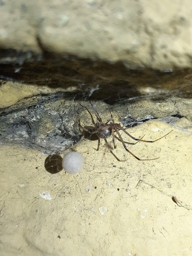 Brown Widow
