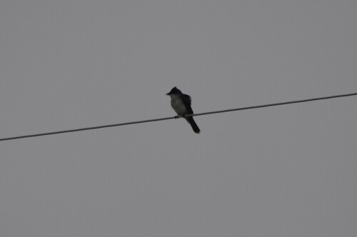 Eastern Kingbird
