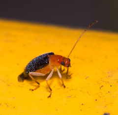 Trichobalya bowringii