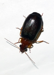 Lebia