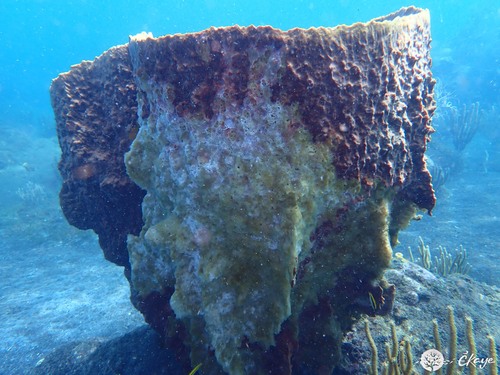 Barrel Sponge