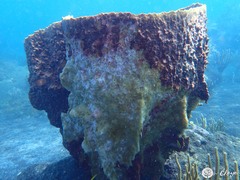 Barrel Sponge