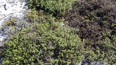 Cullumia setosa setosa