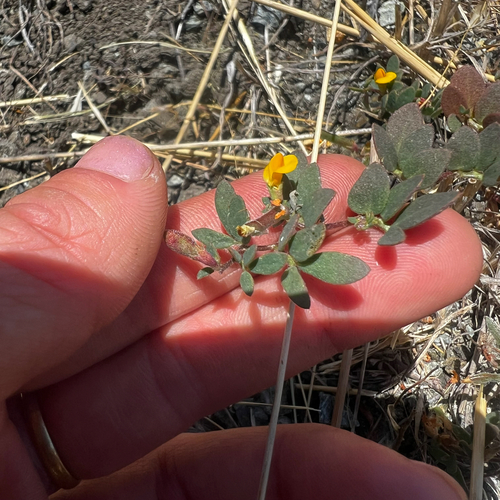 Acmispon wrangelianus observed 2026-06-28