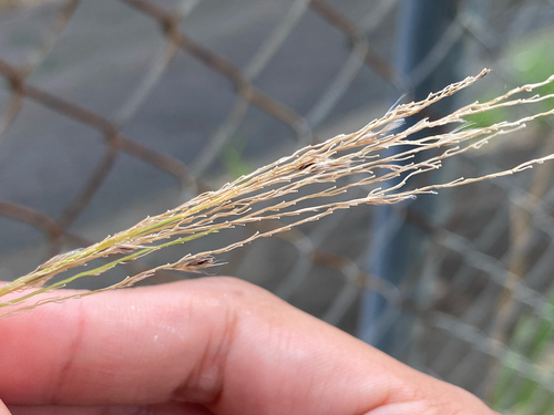 Digitaria insularis observed 2026-06-28