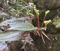 Monolena primuliflora, photograph (c) John G. Phillips, some rights reserved (CC BY)