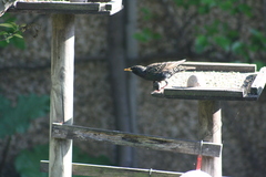 Sturnus vulgaris