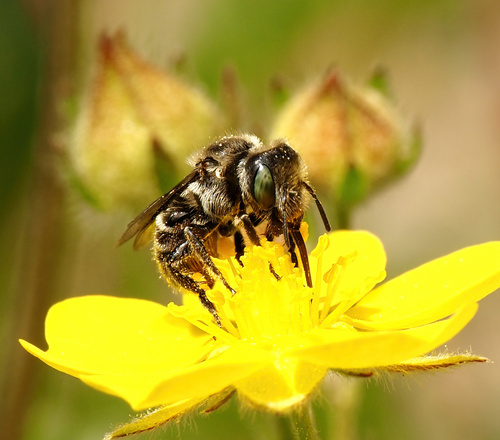 iNaturalist observation photo of Ashmeadiella