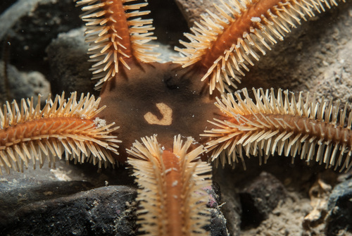 Ophiocomina nigra