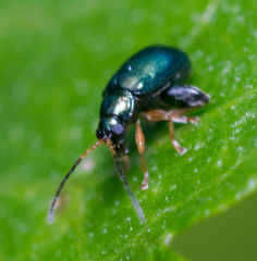Aphthona strigosa