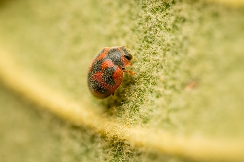 Vedalia Beetle