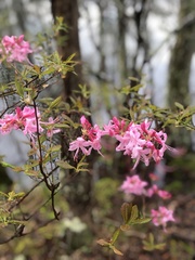 Rhododendron prinophyllum