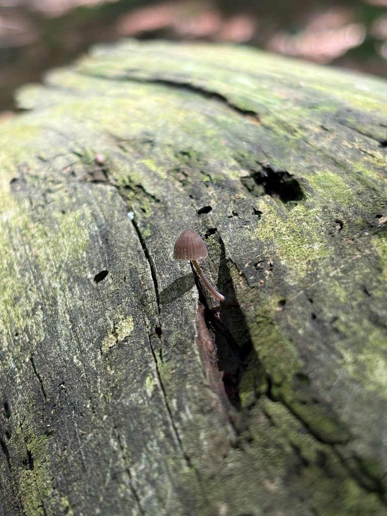 Bleeding Fairy Helmet · June 2026 · photo: Photo: (c) delognut, some rights reserved (CC BY) · iNaturalist