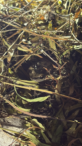 iNaturalist observation photo of Pacific chorus frog