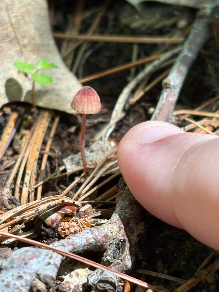 Bleeding Bonnet · June 2026 · photo: Photo: (c) delognut, some rights reserved (CC BY) · iNaturalist