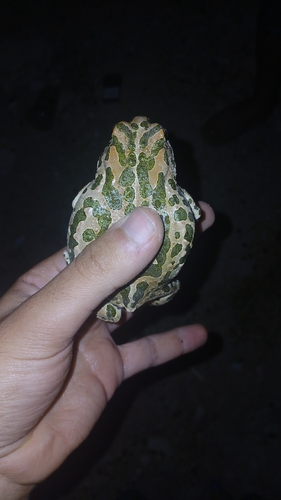 Green Toad