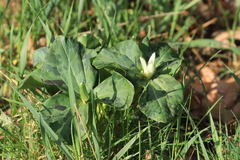 Trillium albidum parviflorum