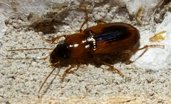 Stenolophus dissimilis
