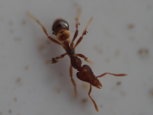 Strumigenys clypeataStrumigenys clypeata