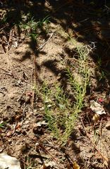 Prosopis humilis