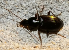 Agonum punctiforme
