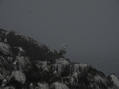 American Herring Gull