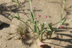 Eriogonum gracillimum