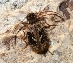 Ptinus