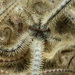 Ophiothrix fragilis - Photo (c) Bernard Picton, algunos derechos reservados (CC BY), subido por Bernard Picton