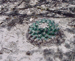 Mammillaria meiacantha
