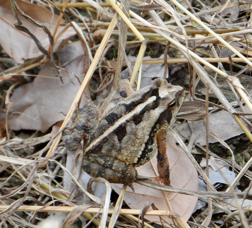 Dwarf toad