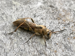 Necydalis cavipennis