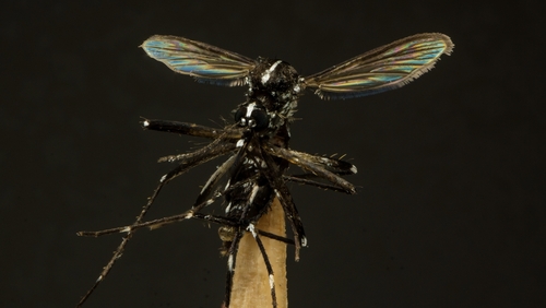 Asian Tiger Mosquito